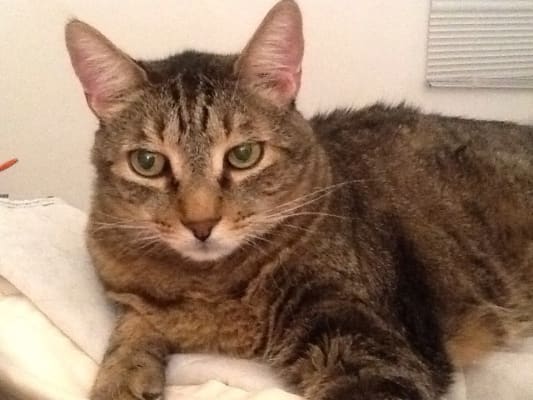 Lantus Insulin For Cats Feline Diabetes Vetrxdirect