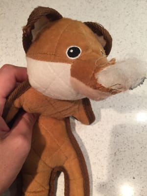 pets at home tough toys