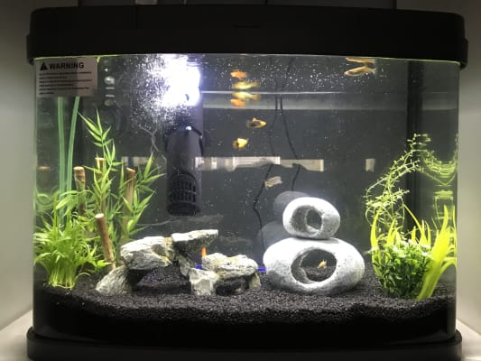 love fish panorama tank 40 litre pets