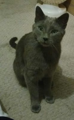 Ciprofloxacin Antibiotic Eye Drops For Pets Vetrxdirect