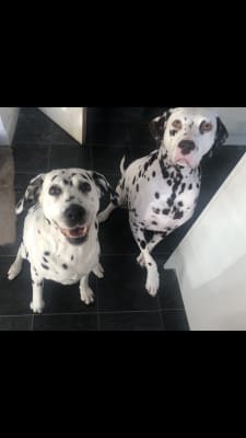 yumove dog pets at home