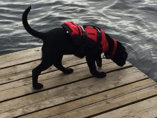 Nrs cfd dog life jacket clearance