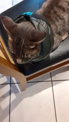 Pets at home buster collar