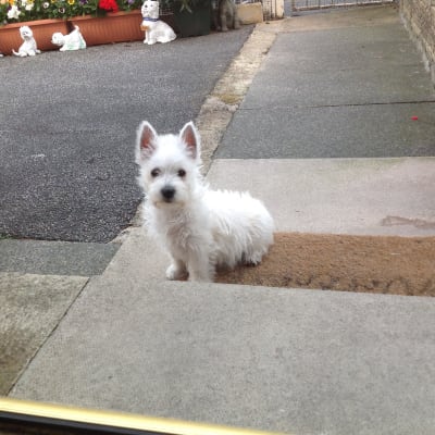 pets at home step up dog food