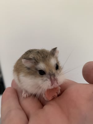 dwarf hamsters for sale at pets at home