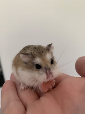 Beware Of The Dwarf Hamster Home Delivery Pets At Home