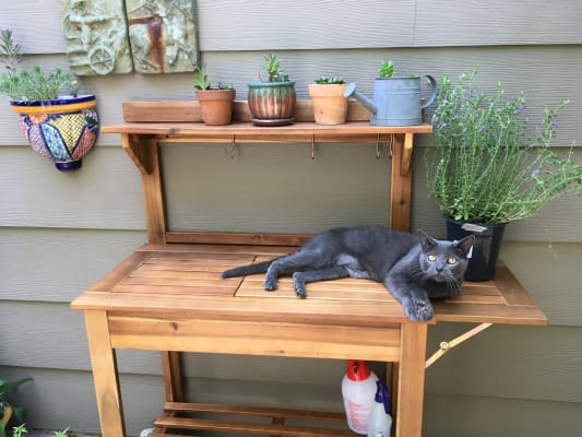 Natural Wood Outdoor Potting Bench World Market