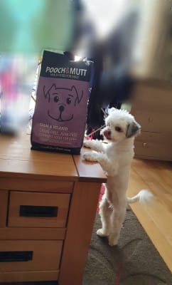 pooch and mutt pets at home