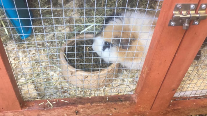 pets at home hay