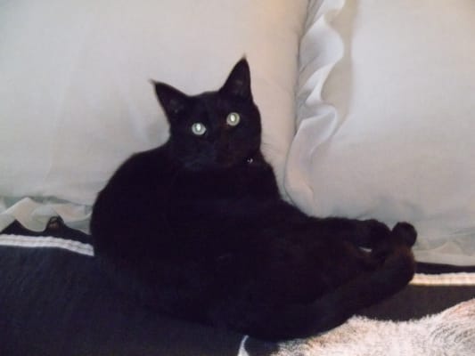 Bissell Cleanview Swivel Pet Upright Bagless Vacuum Cleaner Green 2252 Manual Powerforce Helix Bagless Upright Vacuum 2191 Bissell Vacuum