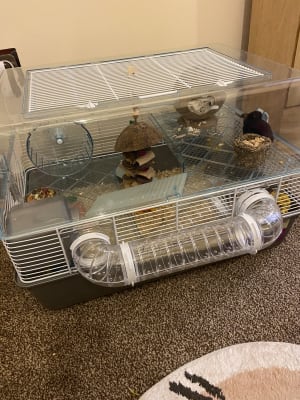 large hamster cage pets at home