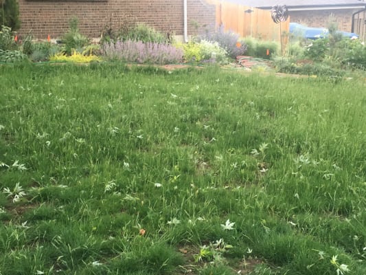 No Mow Lawn Grass Seed High Country Gardens