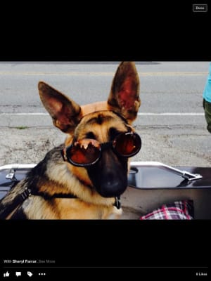 Tylan Powdered Tylosin Base Antibiotic Vetrxdirect