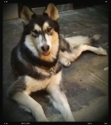 Nurturecalm 24 7 Pheromone Collar For Dogs And Cats Vetrxdirect