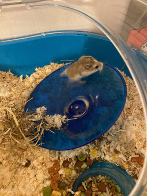 hamster flying saucer