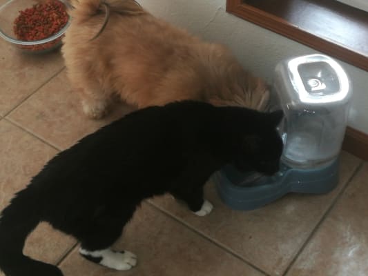 methimazole topical for cats