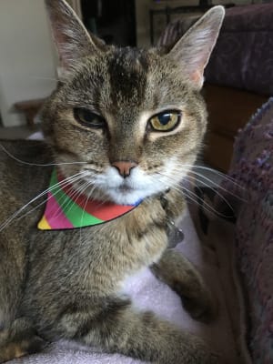 methimazole topical for cats