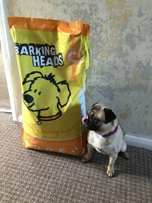 Pets at home barking heads online