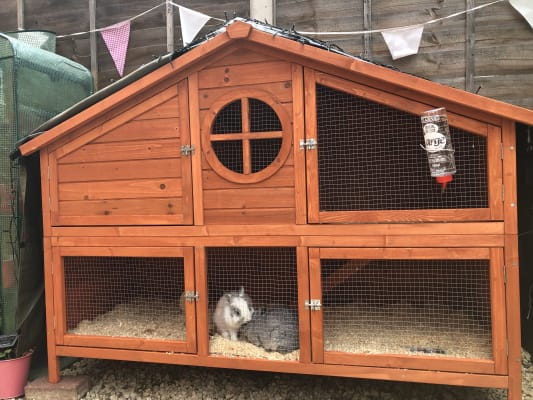 Foxglove guinea pig and rabbit hutch hotsell