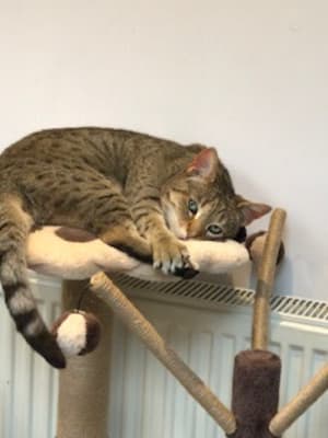 avery ascent cat scratch tower