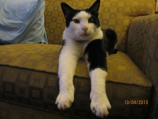 Methimazole Transdermal Gel Compounded Vetrxdirect