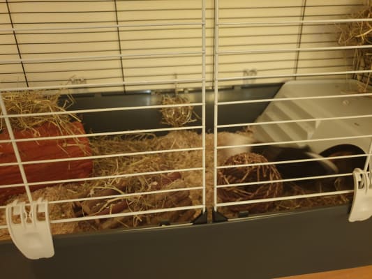 ferplast rabbit & guinea pig cage 120