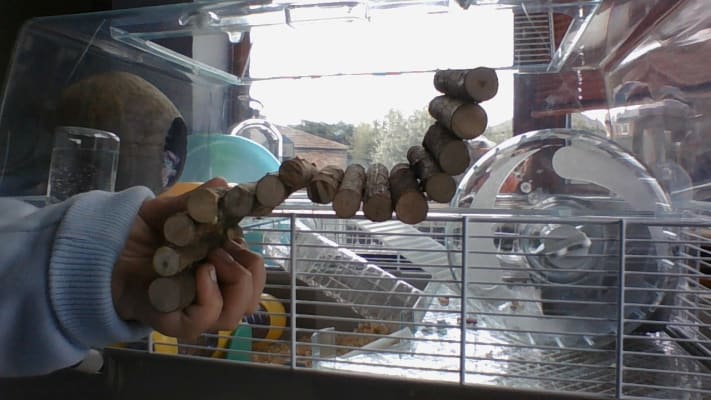 Pets At Home Plastic Syrian And Dwarf Hamster Cage Large Pets At Home