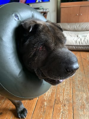 Thrive Comfy Inflatable Vet Collar Pets At Home