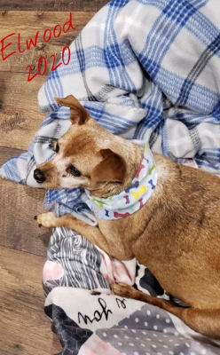 Norocarp For Arthritis Pain In Dogs Carprofen Vetrxdirect