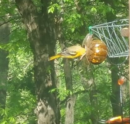 Oriole Jelly Bird Feeder Gardener S Supply