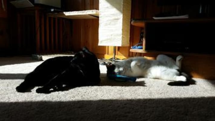 Purina One Indoor Advantage Hairball Healthy Weight Formula Dry