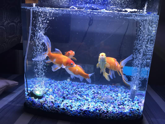 love fish vantage 94 litre aquarium