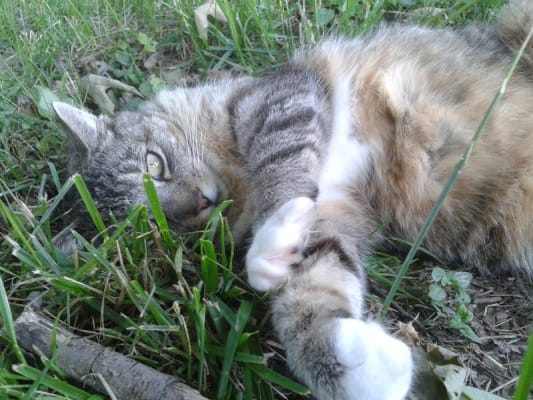 Dl Methionine For Dogs And Cats Urine Acidifier Vetrxdirect