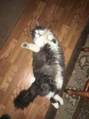 Hairball For Cats By Pet Naturals Of Vermont