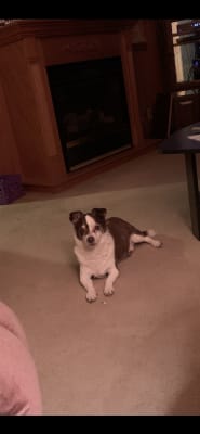 movoflex soft chews large dog