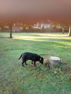 yumove dog pets at home