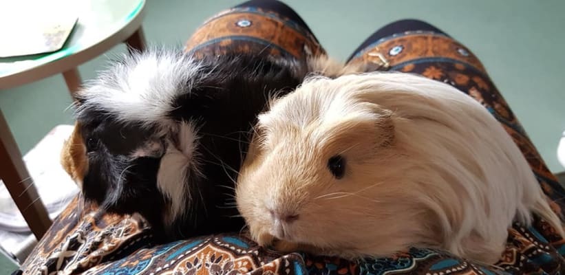 guinea pig treats pets at home