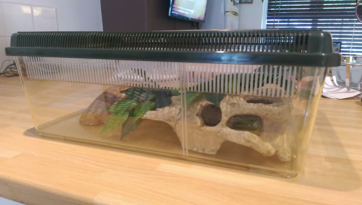 Exo Terra Large Flat Faunarium Pets At Home