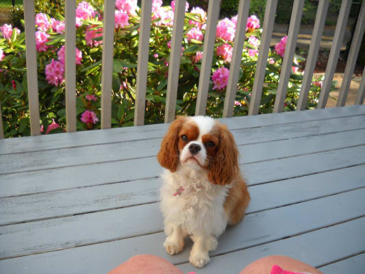 Tobramycin Eye Drops For Dogs And Cats Pink Eye Vetrxdirect