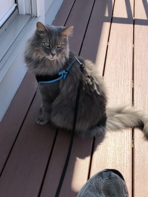 Tumil K For Dogs And Cats Potassium Gluconate Vetrxdirect