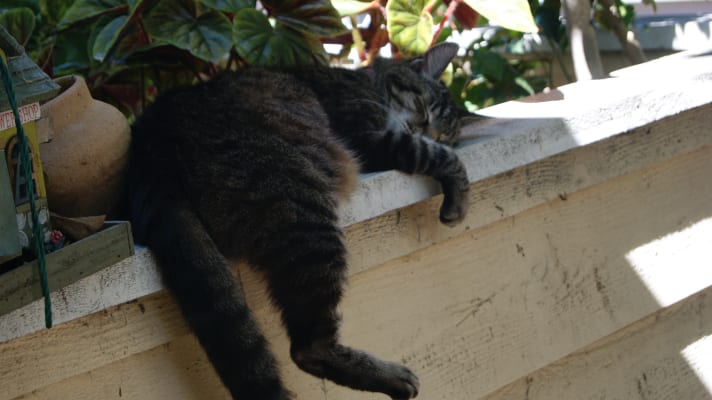 Methimazole For Cats Thyroid Tablets For Cats Vetrxdriect Com