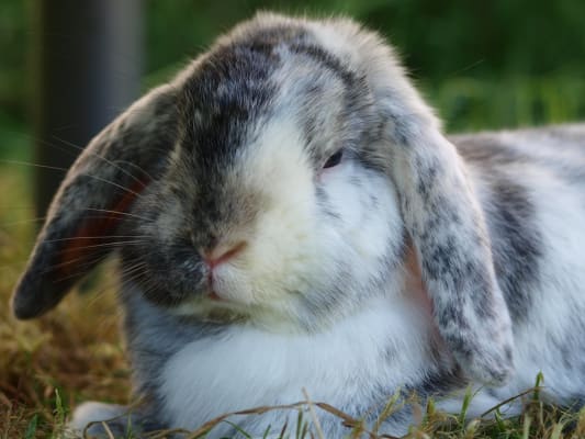 rabbit nuggets pets at home