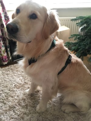 front fastening dog harness pets at home