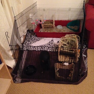 australian cattle dog and australian shepherd