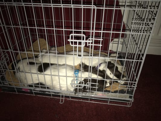 Pets At Home Double Door Dog Crate Medium Grey Pets At Home Our dog travel crates are designed specifically to make it easy for you and your pet to get around. pets at home double door dog crate