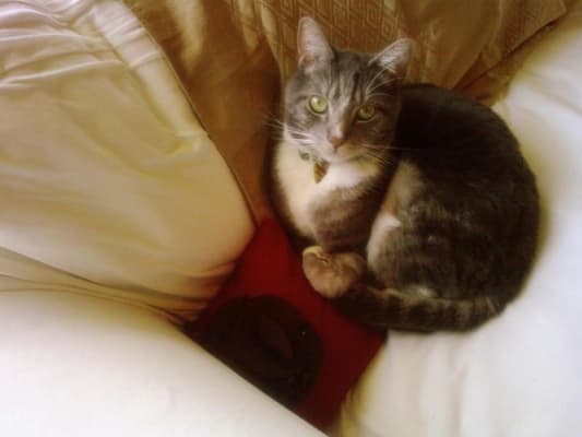 Fluoxetine Compounded Formulations Vetrxdirect Pharmacy