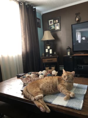 Lantus Insulin For Cats Feline Diabetes Vetrxdirect