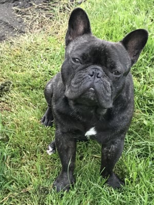 lily's dog food pets at home