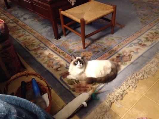 Cisapride For Cats Compounded Suspension For Constipation Pcab