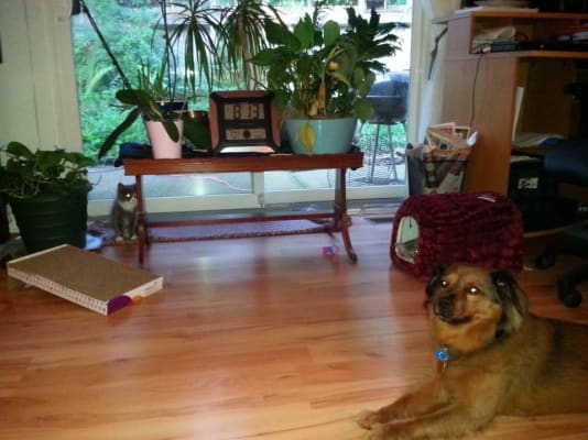 Bellawood basement underlayment